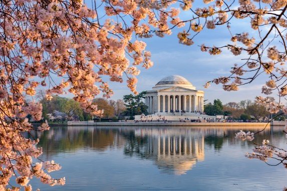 Le Jefferson Memorial et les cerisiers en fleurs à Washington, D.C.